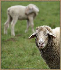 "Schafs - Kopf" - oder jeder ist sich selbst der Nächste