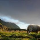 Schafsblick kurz vor Mitternacht