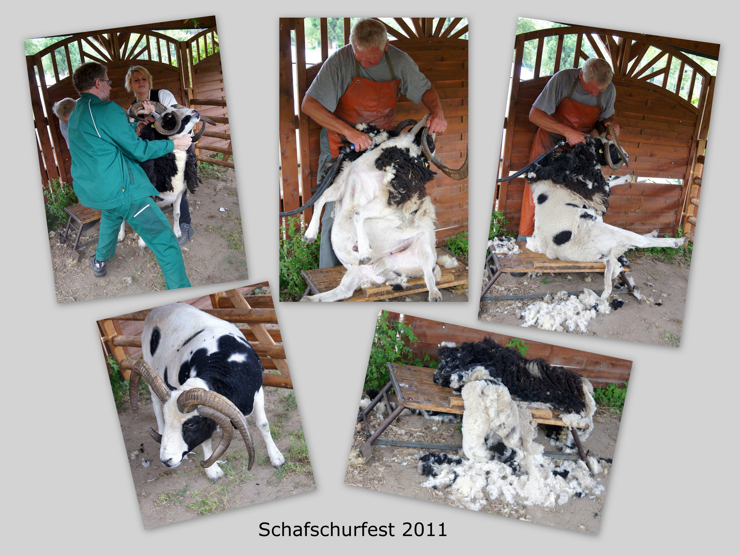 Schafschurfest (I)