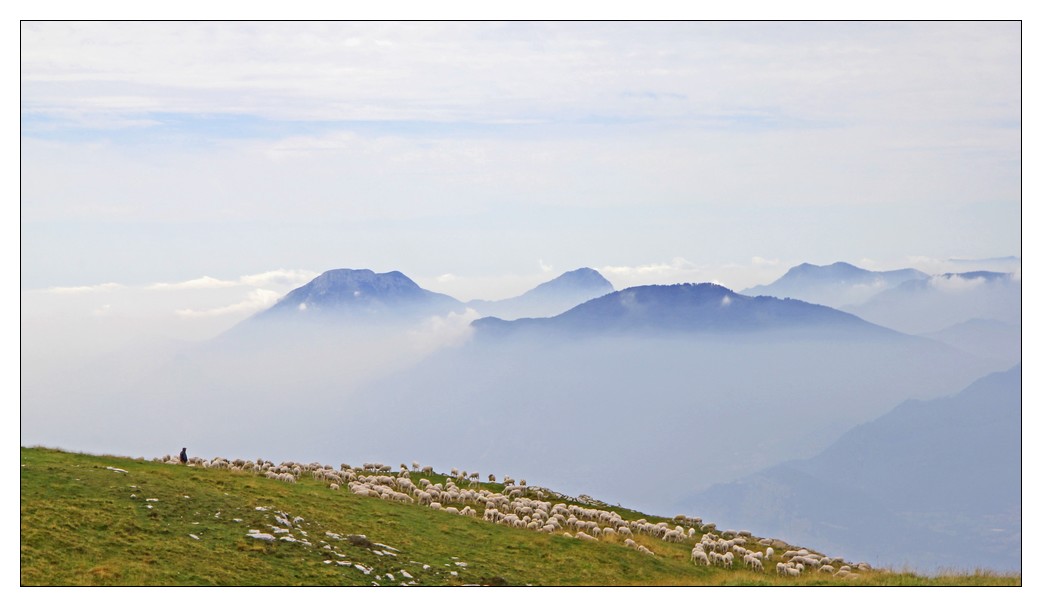 Schafsherde am Monte Baldo