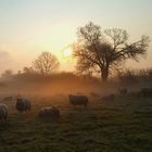 Schafsherde im morgennebel