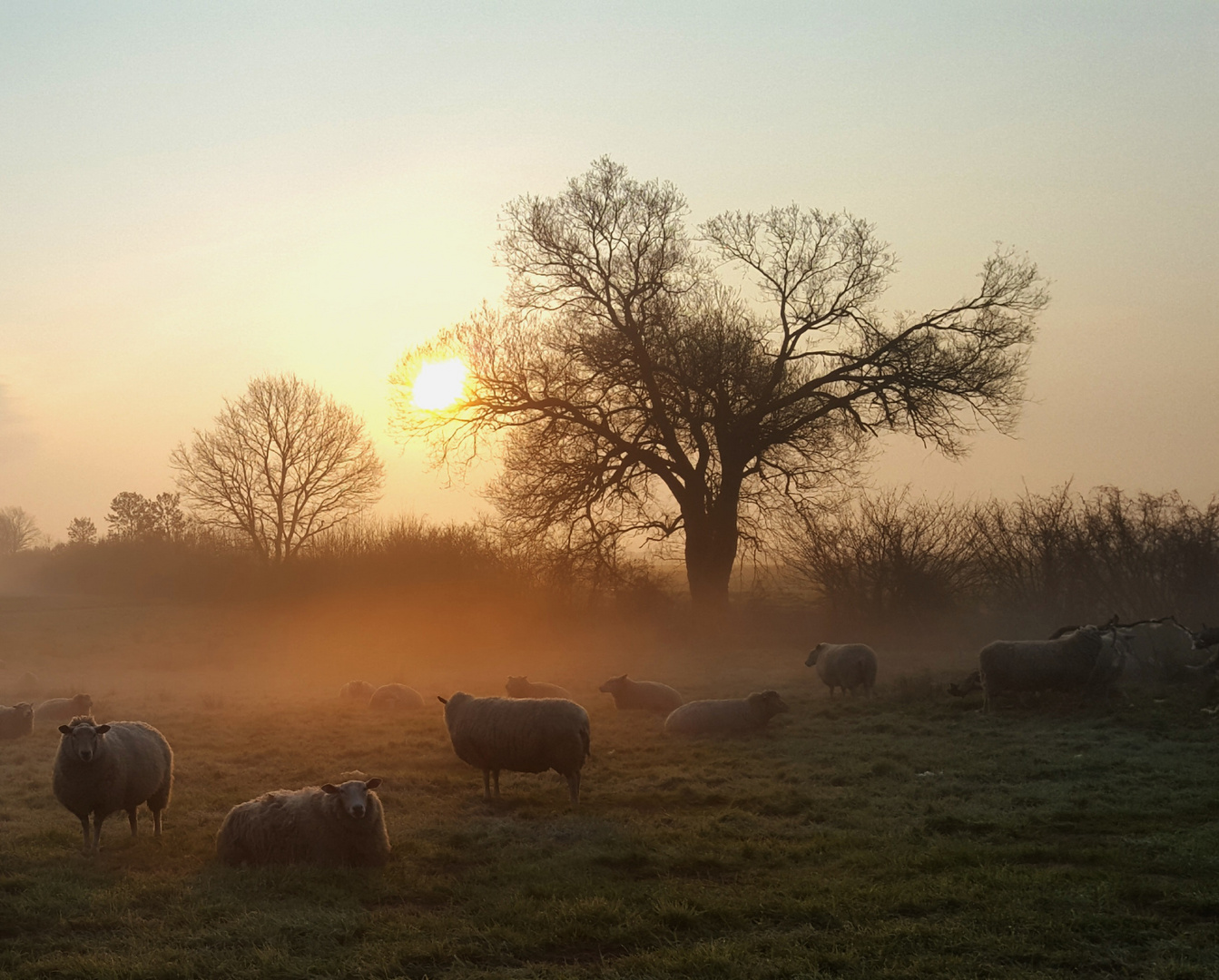 Schafsherde im morgennebel Version 2