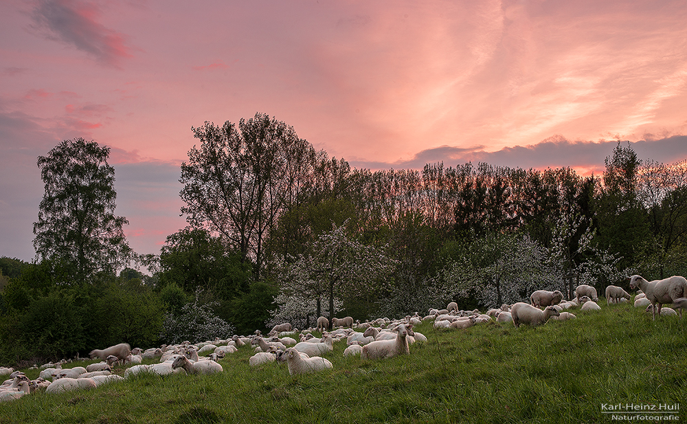 ...Schafsherde...(bei Sonnenuntergang)