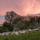 ...Schafsherde...(bei Sonnenuntergang)