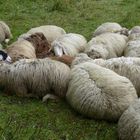 Schafskälte