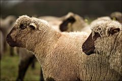 Schafsköpfe