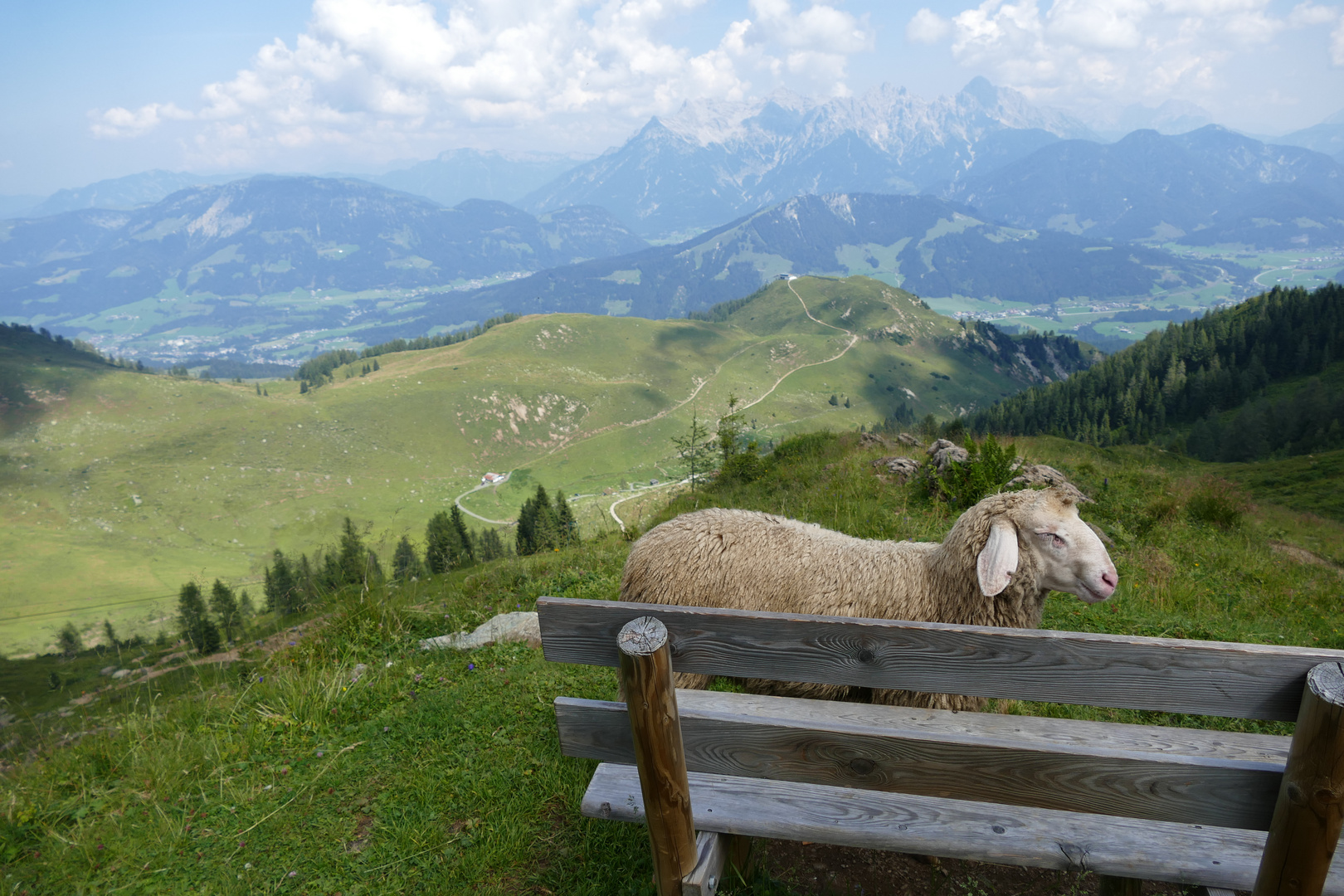 Schafsmodel vor Bergkulisse