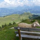 Schafsmodel vor Bergkulisse