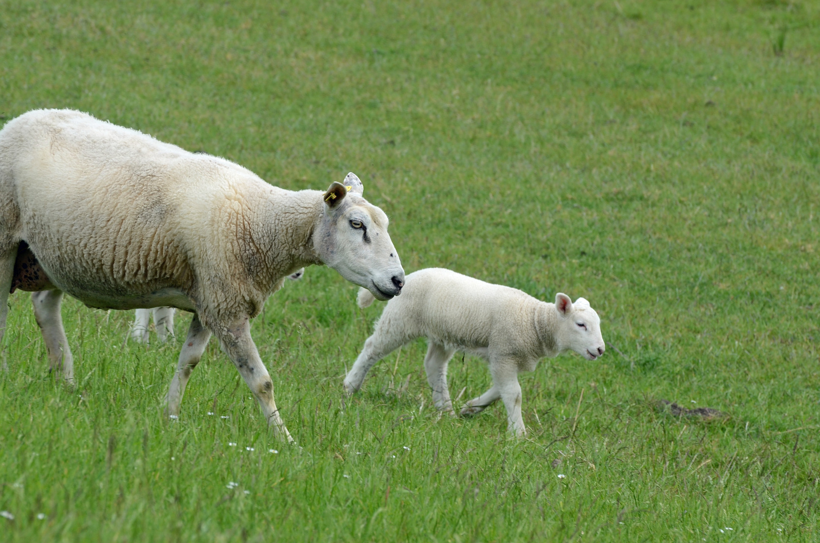 Schafspaziergang am Deich