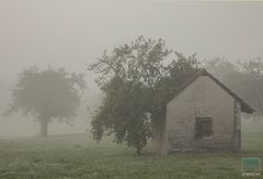 Schafstall im Morgennebel