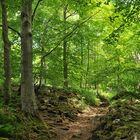 Schafstein: Auf dem Weg zum Ur – Wald 01