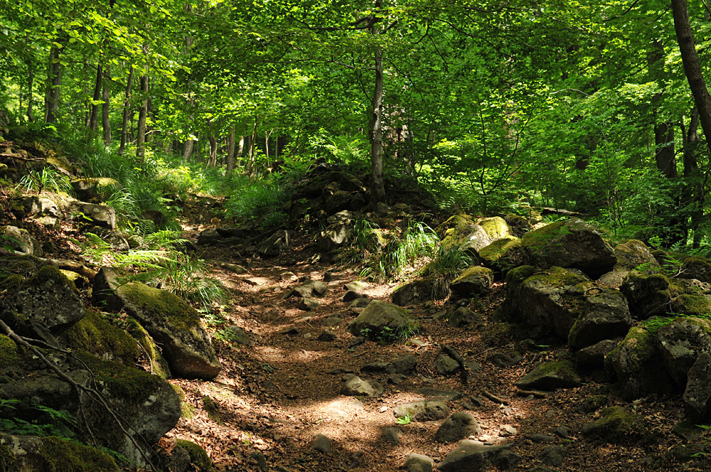 Schafstein: Auf dem Weg zum Ur – Wald 02