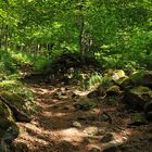 Schafstein: Auf dem Weg zum Ur – Wald 02