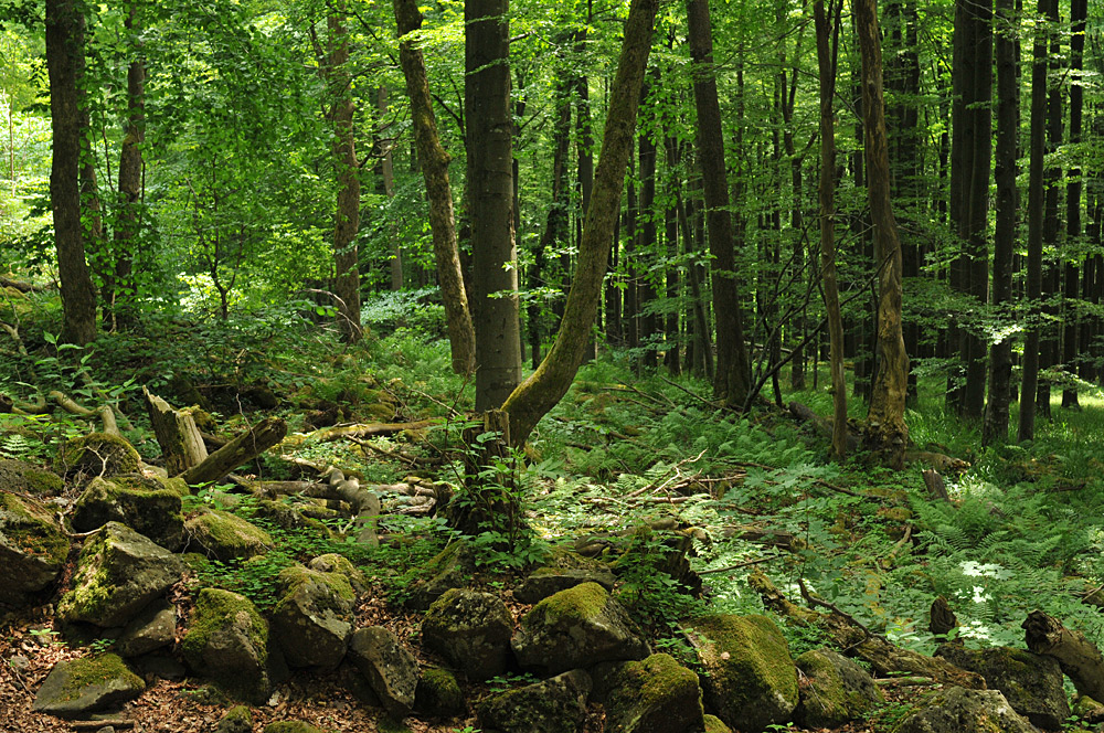 Schafstein: Auf dem Weg zum Ur – Wald 03