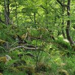 Schafstein: Auf dem Weg zum Ur – Wald 04