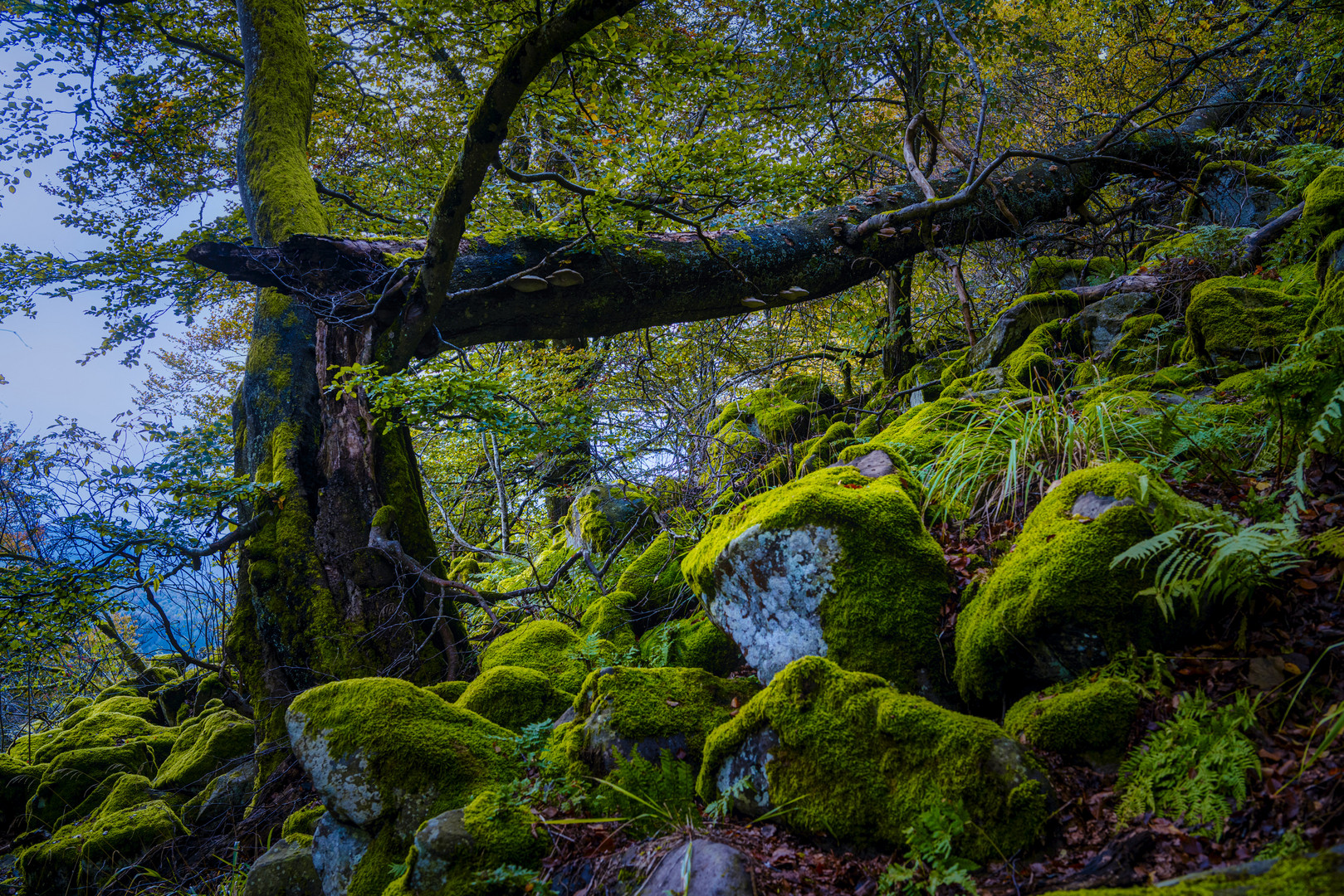 Schafstein Rhön unberührte Natur