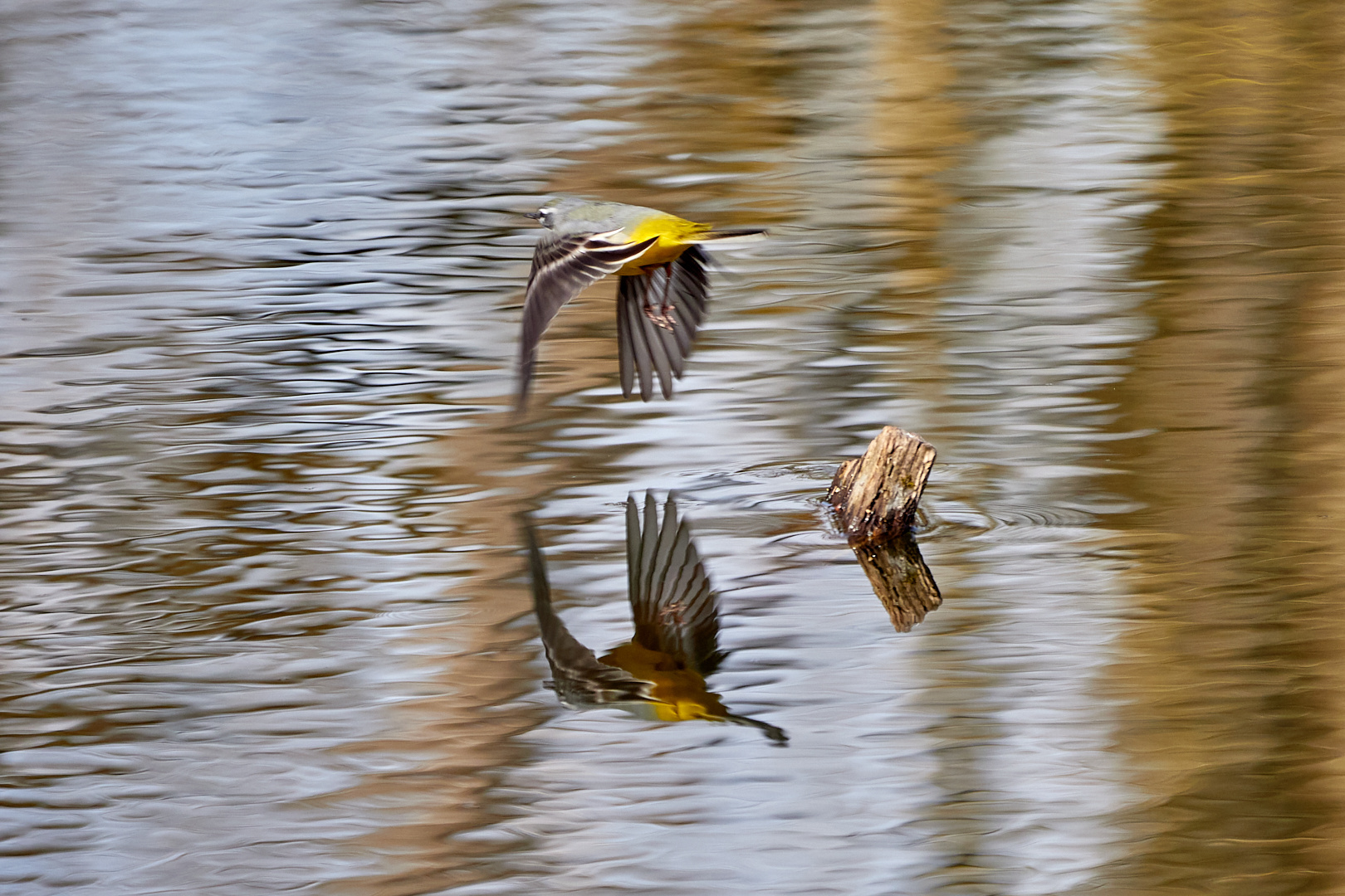 Schafstelze Abflug