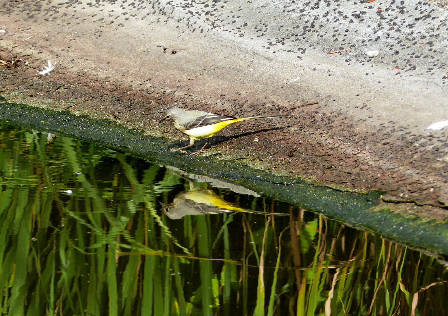 Schafstelze am See