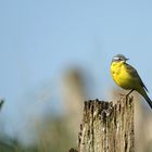 Schafstelze beim aufwärmen in der Morgensonne