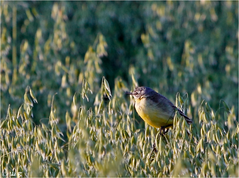 Schafstelze im Abendlicht