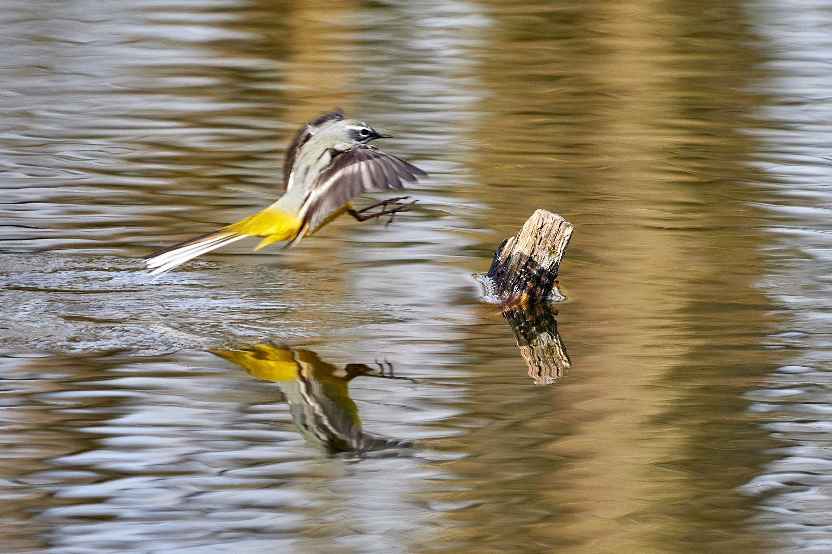 Schafstelze im Anflug