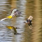 Schafstelze im Anflug