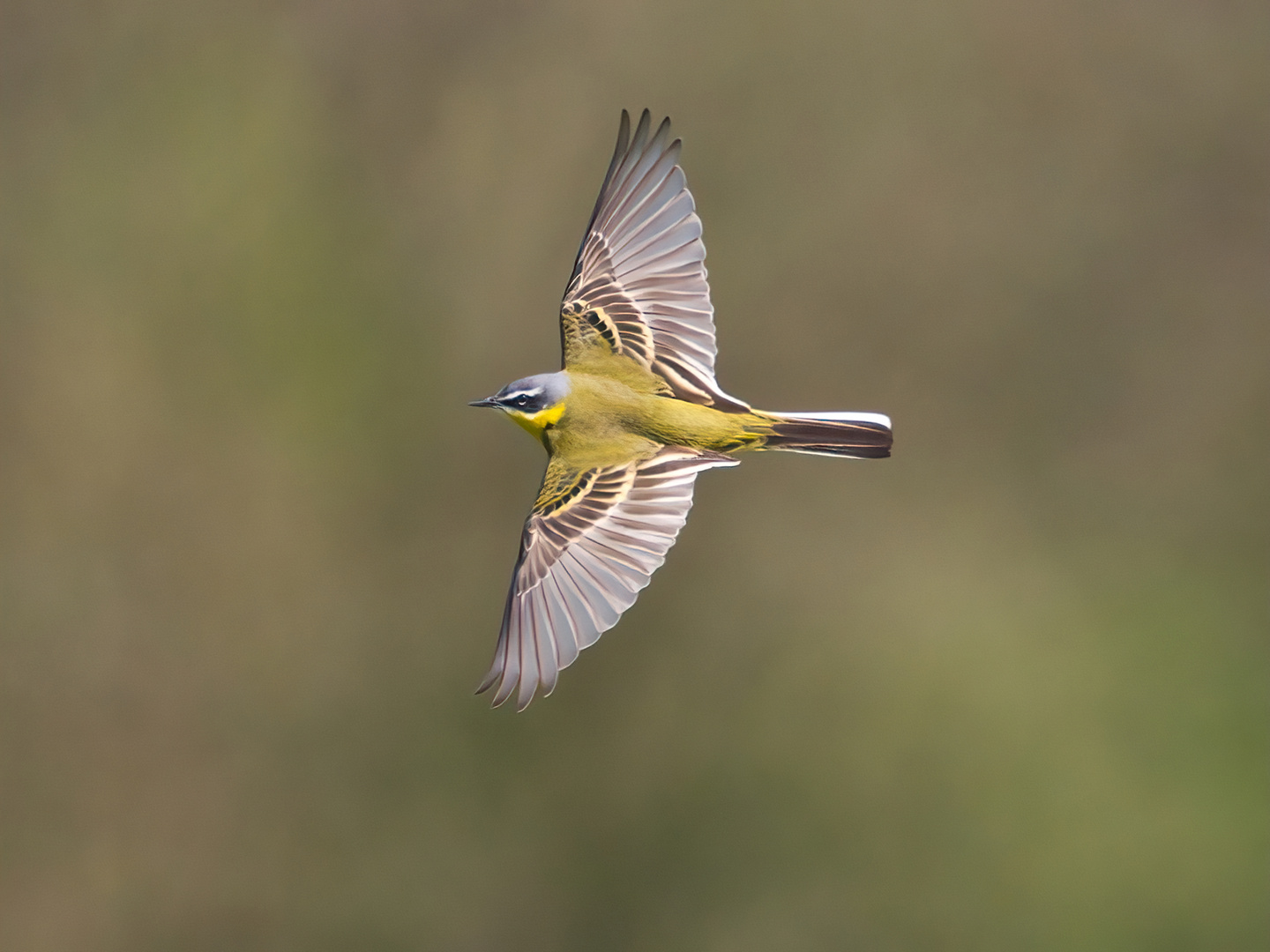 Schafstelze im Flug