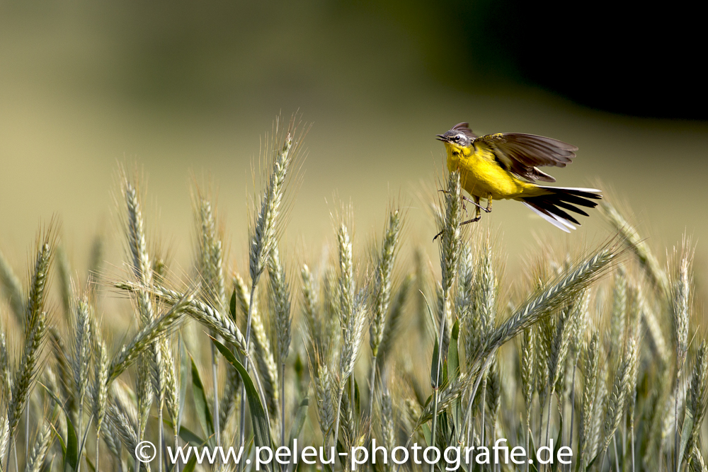 Schafstelze im Getreide