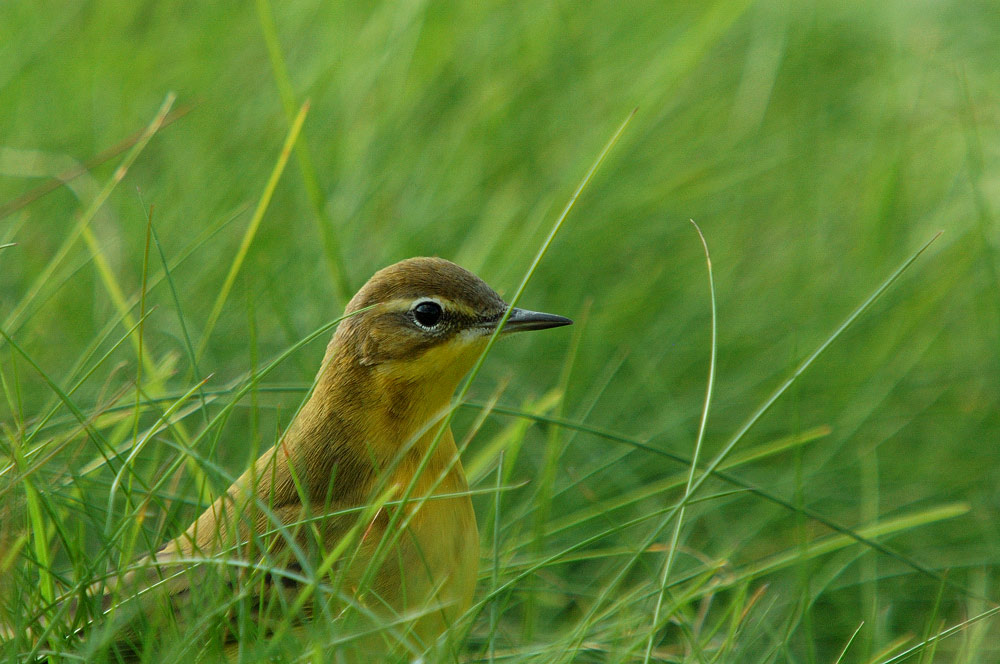 Schafstelze im "hohen" Gras