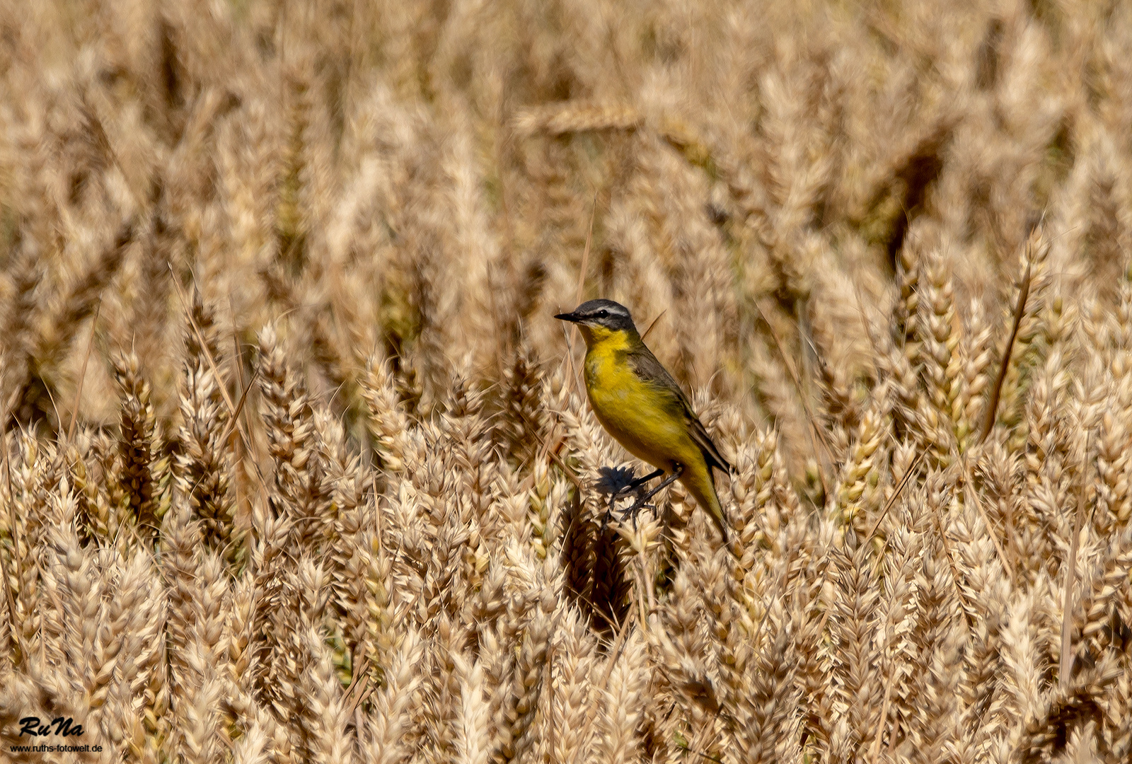 Schafstelze im Kornfeld