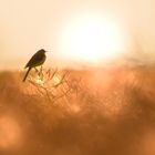 Schafstelze im letzten Abendlicht