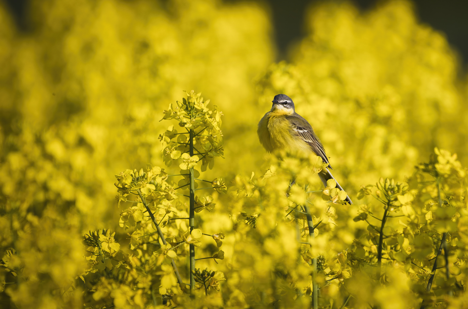 Schafstelze im Raps