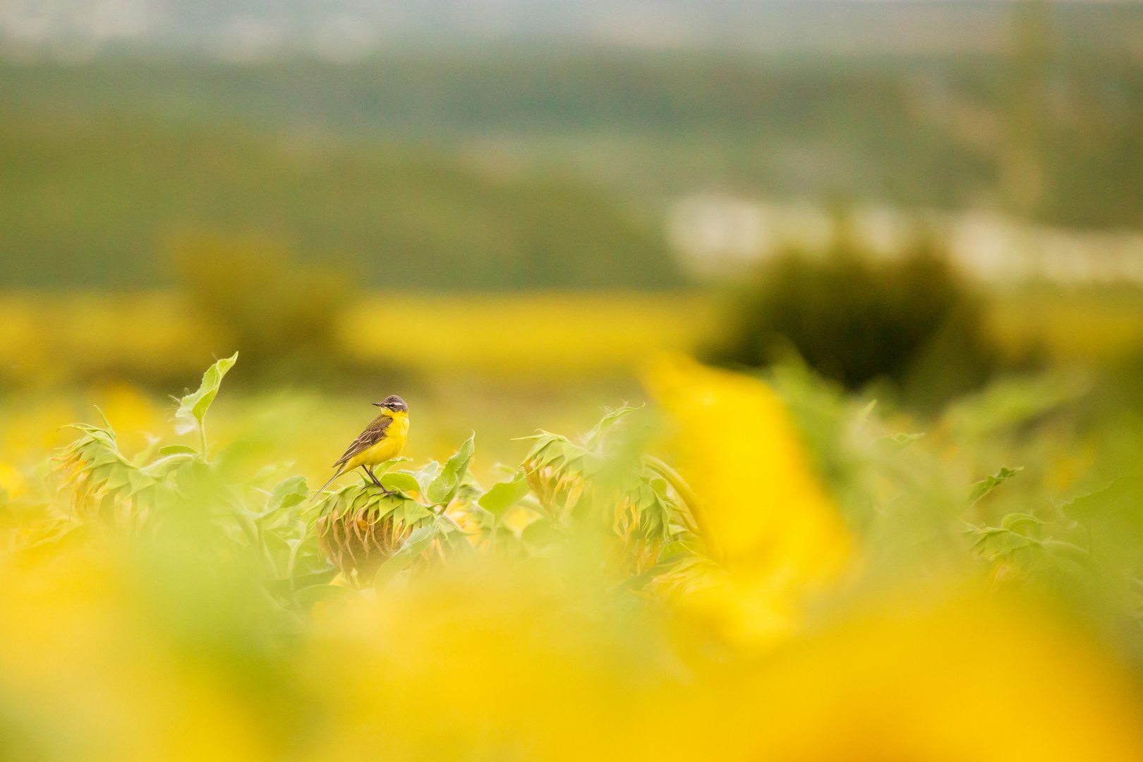 Schafstelze im Sonnenblumenfeld