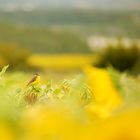 Schafstelze im Sonnenblumenfeld