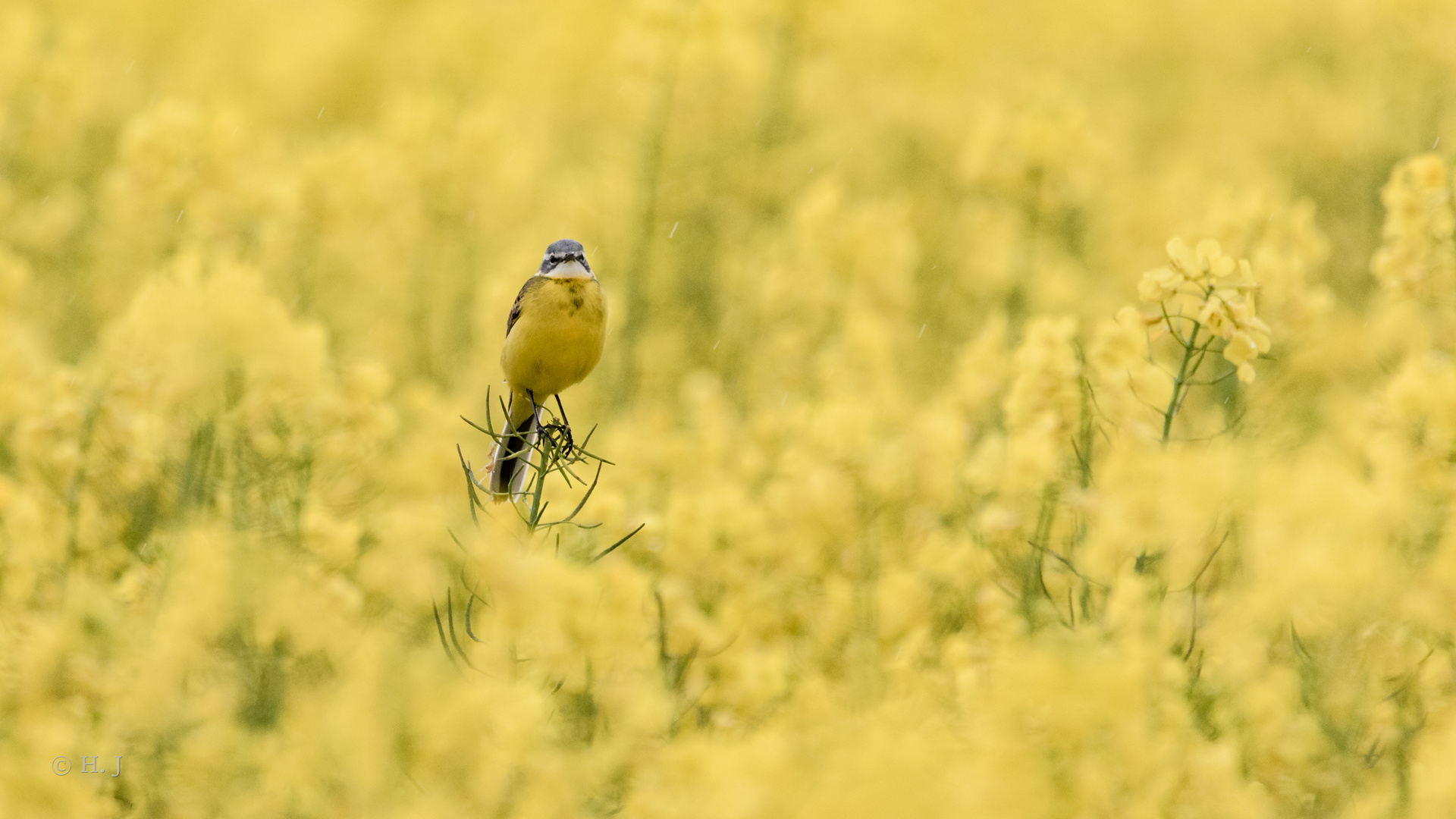 Schafstelze (Motacilla flava)