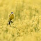 Schafstelze (Motacilla flava)