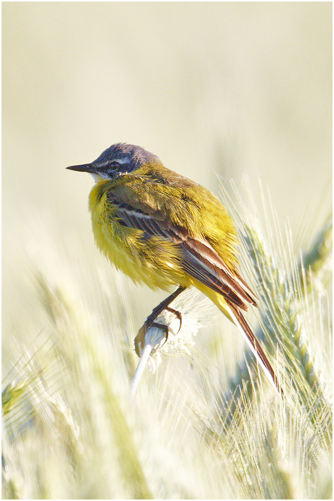 Schafstelze (Motacilla flava)