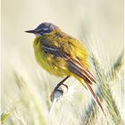 Schafstelze (Motacilla flava)