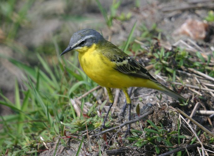 Schafstelze (Motacilla flava)