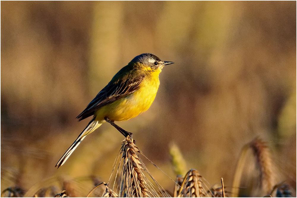 Schafstelze (Motacilla flava)