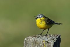 Schafstelze (Motacilla flava) 