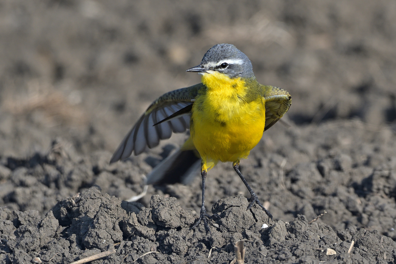 Schafstelze (Motacilla flava)