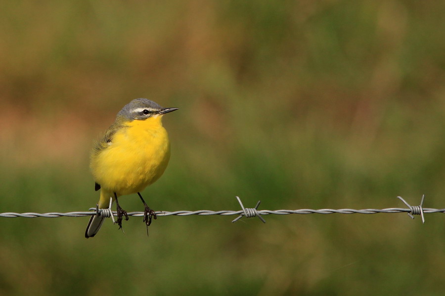 Schafstelze ( Motacilla flava )