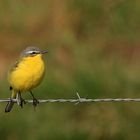 Schafstelze ( Motacilla flava )