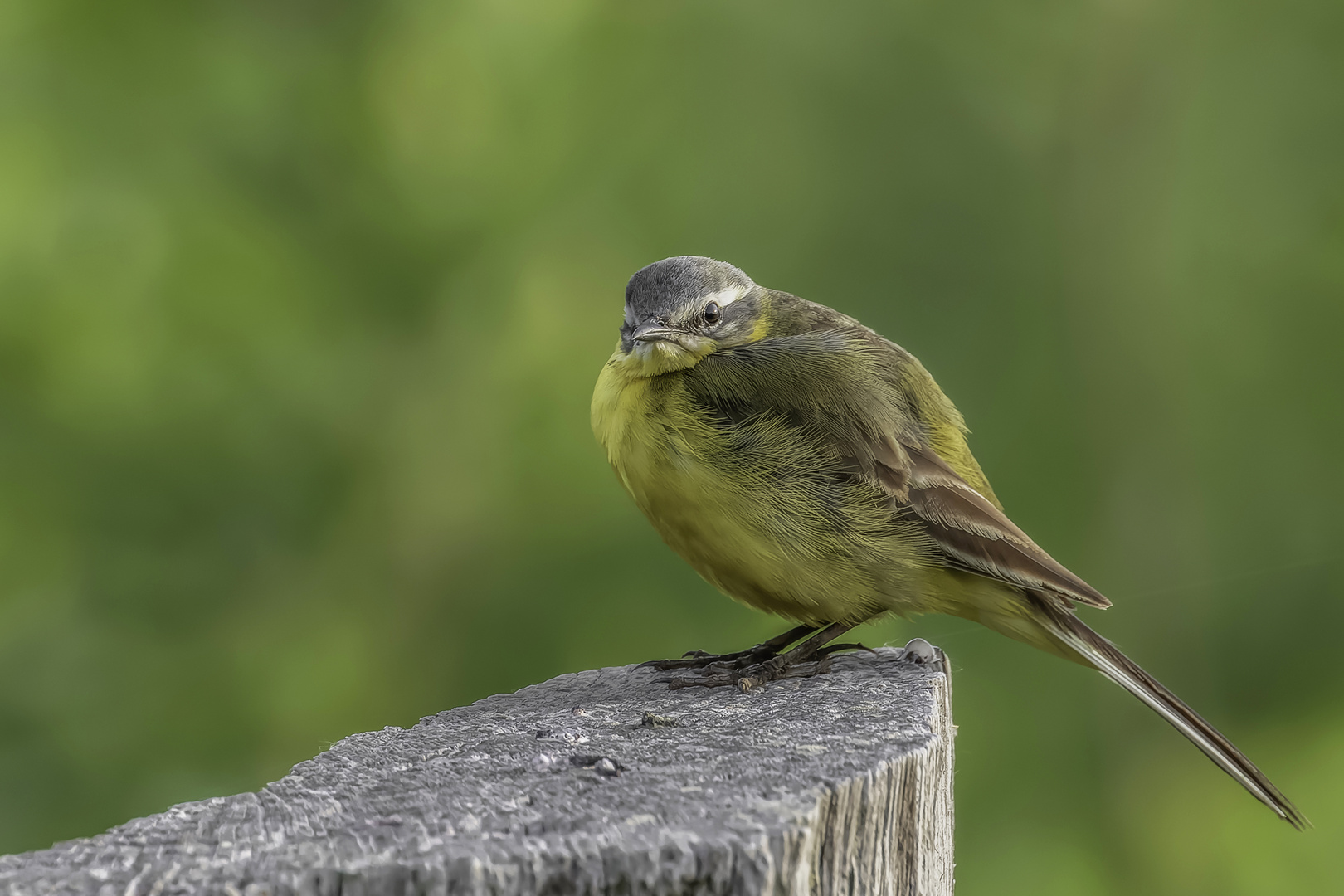 Schafstelze (Motacilla flava)