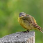 Schafstelze (Motacilla flava)