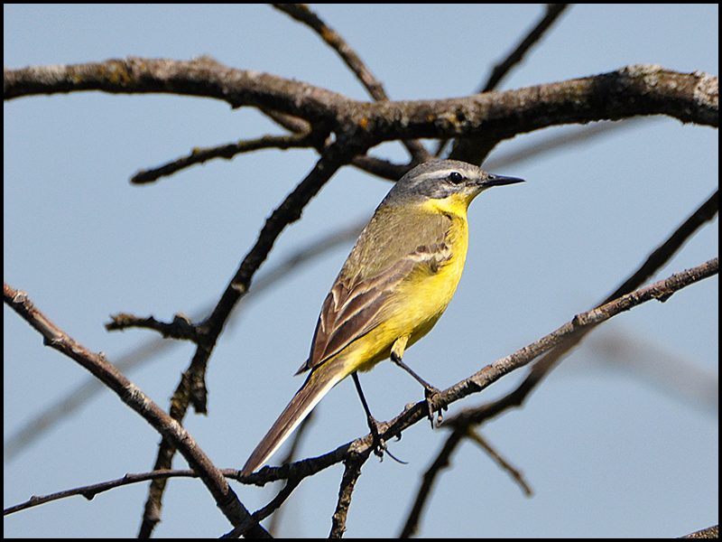 Schafstelze - Motacilla flava