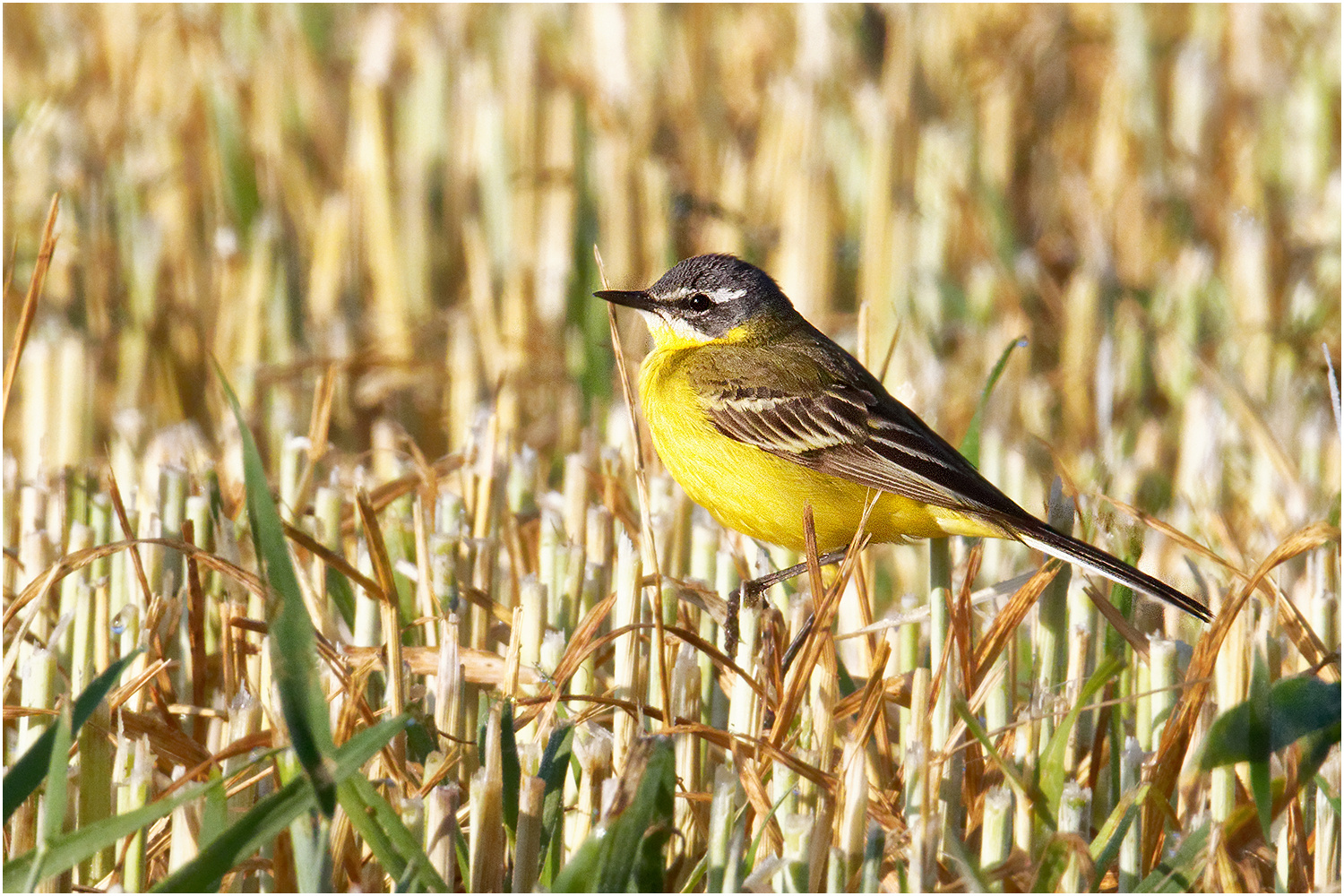 Schafstelze (Motacilla flava)