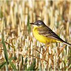 Schafstelze (Motacilla flava)