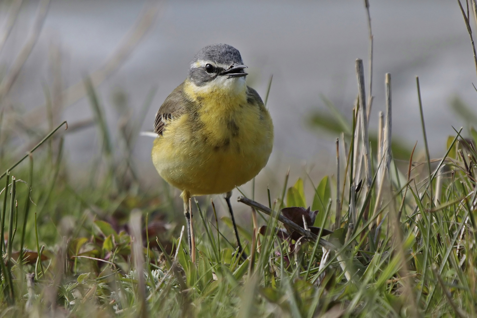 Schafstelze (Motacilla flava)